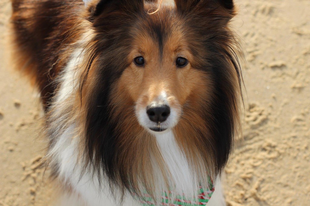 sable sheltie www.allthesparkle.com