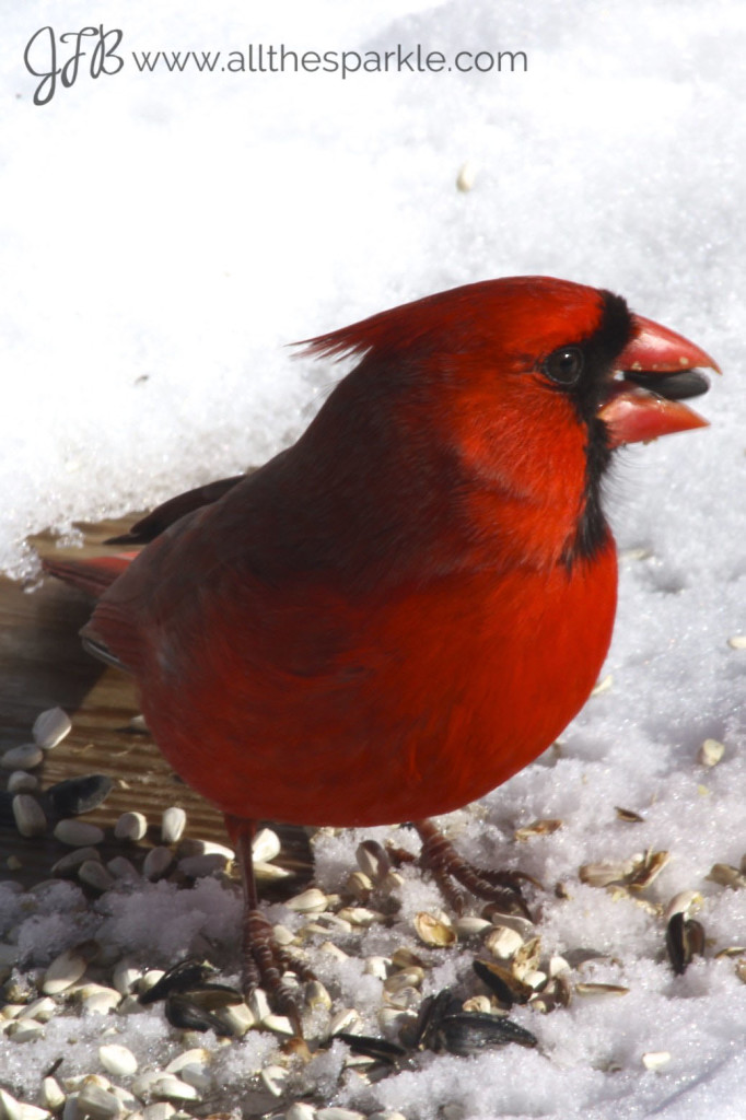 male cardinal www.allthesparkle.com