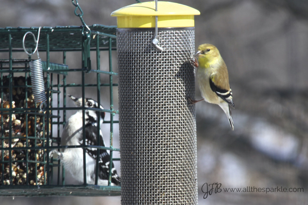 woodpecker goldfinch www.allthesparkle.com