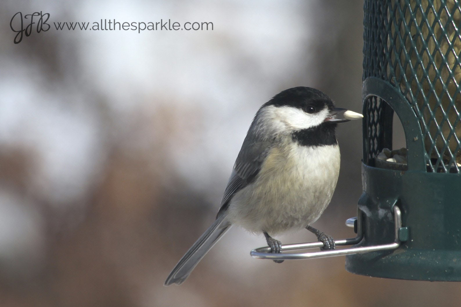 black-capped chickadee www.allthesparkle.com