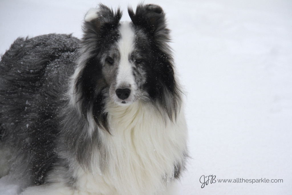 bi-blue merle sheltie www.allthesparkle.com