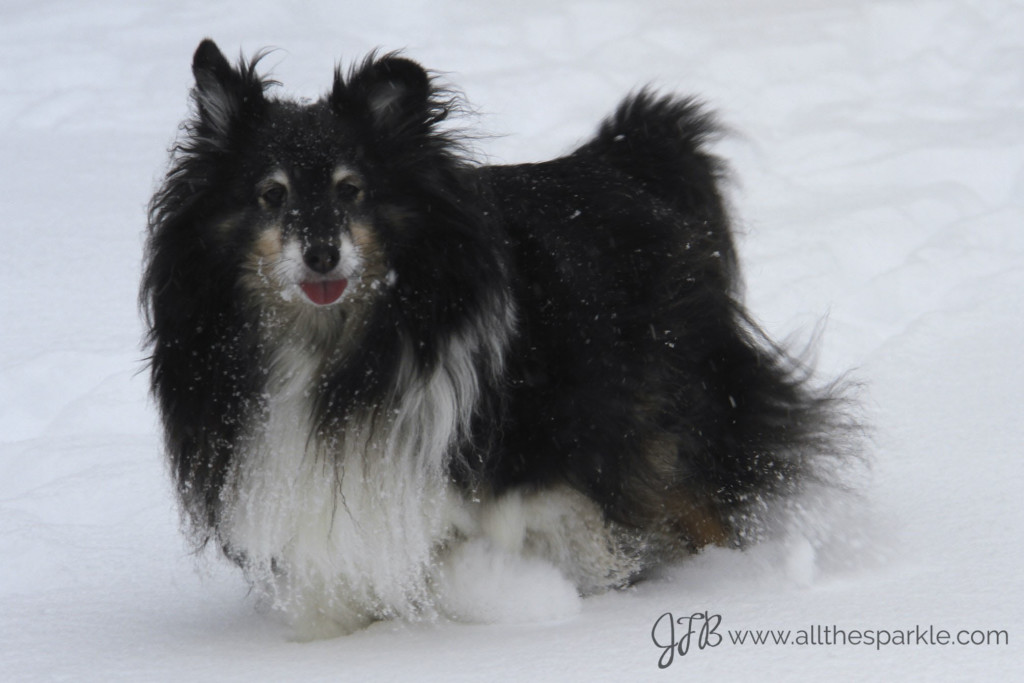 tricolor sheltie www.allthesparkle.com