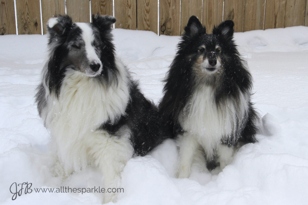 shelties snow www.allthesparkle.com