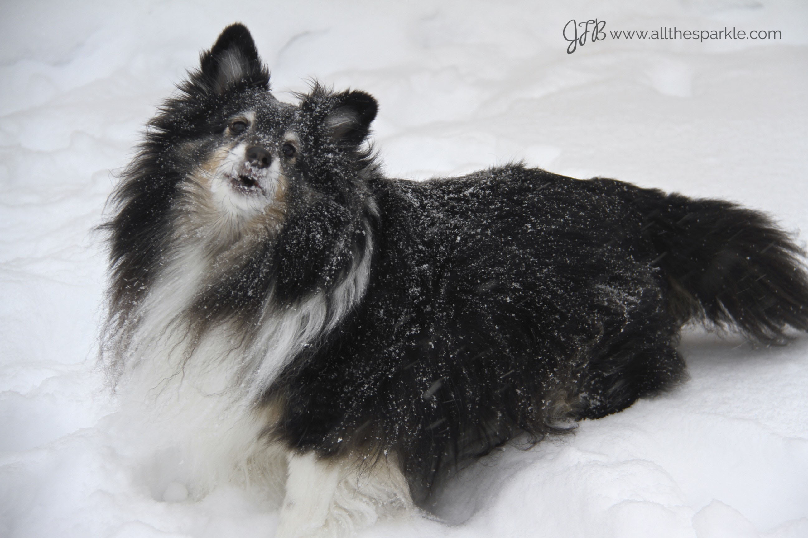 tricolor sheltie www.allthesparkle.com