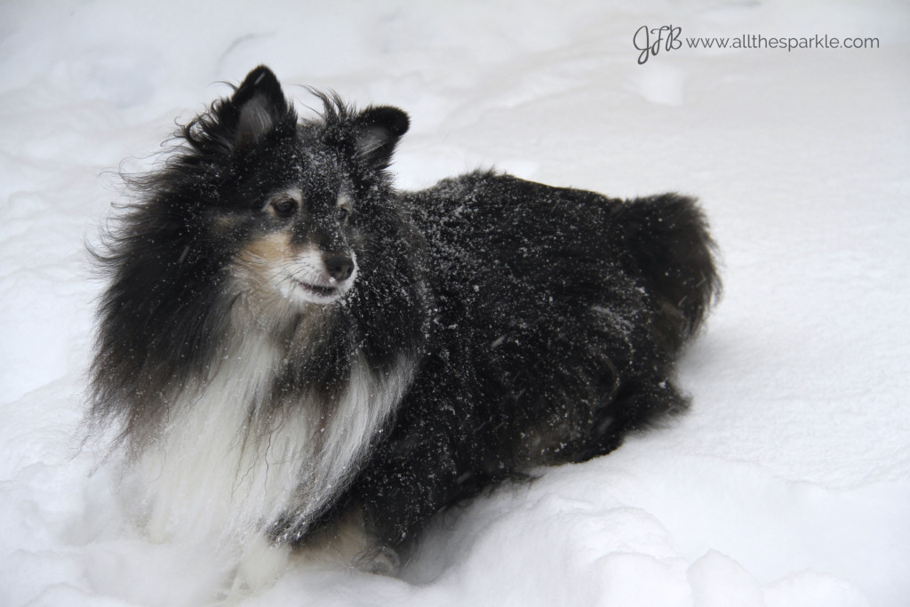tricolor sheltie www.allthesparkle.com