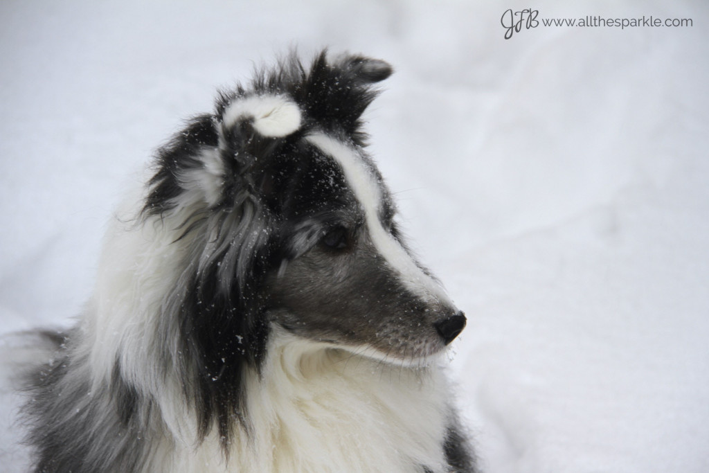 bi-blue merle sheltie www.allthesparkle.com