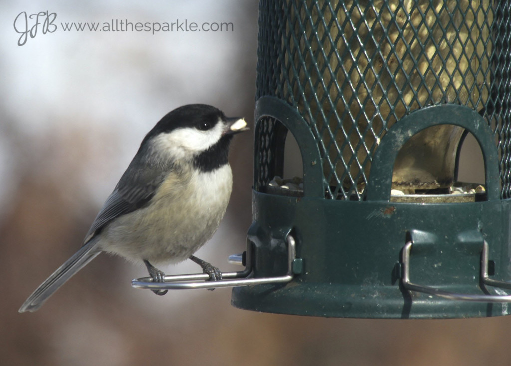 black-capped chickadee www.allthesparkle.com